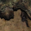 Bats on 12-04-2011 20:03:14 Centenary Lakes<br />EOS7D +EF300F2.8LIII + Speedlite580EXII